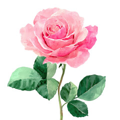 Watercolor illustration of a blooming pink rose with green leaves on a thin stem against black