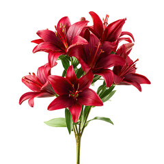 Close-up of lush crimson lilies against a stark black background