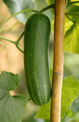 A fresh green cucumber hangs vertically from its vine beside a bamboo pole, framed by leafy tendrils.