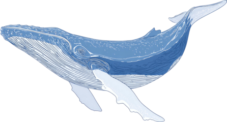 A large, detailed, stylized, blue whale illustration, isolated on a black background, swimming