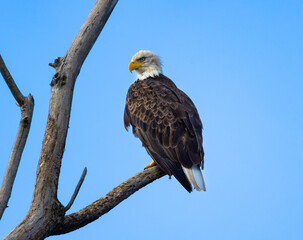 Bald Eagle (Haliaeetus leucocephalus) Portrait on Bare Tree Branch