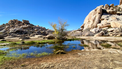 Joshua Tree National Park Barker Dam Desert Oasis in California