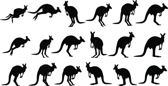 Black kangaroo silhouette vector collection featuring various poses like jumping hopping standing and grazing isolated on white background for wildlife nature and Australian outback design projects