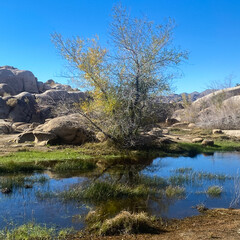 Joshua Tree National Park Barker Dam Desert Oasis in California