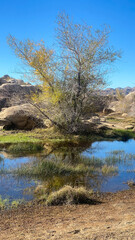Joshua Tree National Park Barker Dam Desert Oasis in California