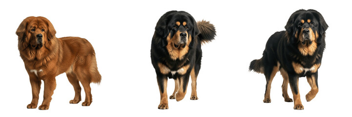 Tibetan Mastiff Dog Isolated on White Background, Do-Khyi Studio Portrait, Zàngmáo, 藏獒, तिब्बती मस्टिफ, Giant Purebred Guardian Cutout, Fluffy Lion Like Canine, Heavy Coat Image.