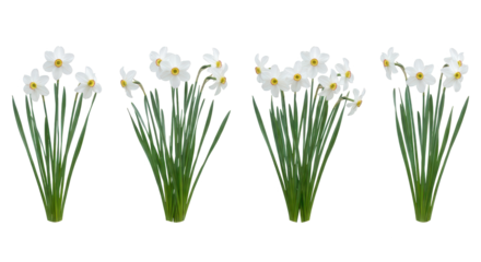 Set of 4 Narcissus poeticus (Poet's Daffodil) plants isolated on white background, photorealistic collection showing white petals and distinct red-rimmed cups.