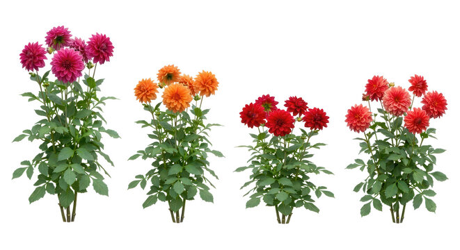 Set of 4 Dahlia pinnata (Garden Dahlia) plants isolated on white background, photorealistic botanical illustration showing lush foliage and large vibrant flowers.