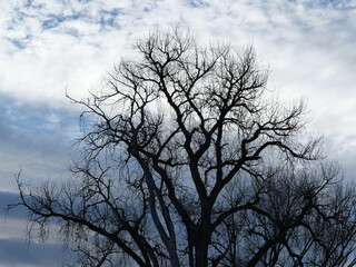 Bare Winter Tree Silhouetted Before Sunset at Teller Farm North, Colorado