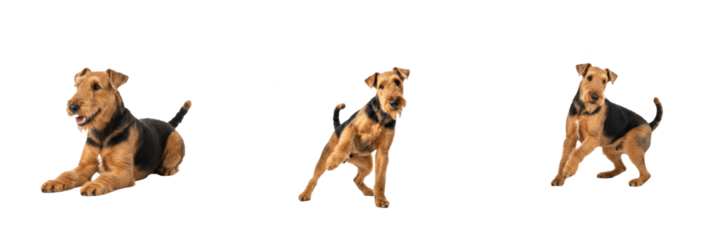 Airedale Terrier Dog Isolated on White Background, King of Terriers Studio Shot, Terrier Airedale, एयर्डेल टेरियर, Large Purebred Terrier Cutout, Wire Haired Working Dog, Standing Pet Image.