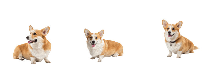 Pembroke Welsh Corgi Isolated on White Background, Tailless Corgi Studio Portrait, पेमब्रोक वेल्श कॉर्गी, Purebred Small Herding Dog Cutout, Red and White Fox Like Canine, Standing Pet Image.