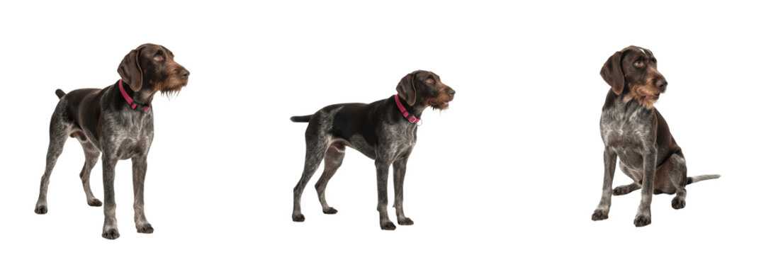 German Wirehaired Pointer Isolated on White Background, Drahthaar Studio Shot, Chien d&rsquo;arr&ecirc;t allemand &agrave; poil dur, जर्मन वायरहेयर्ड पॉइंटर, Purebred Wire Haired Hunting Dog Cutout, Bearded Canine.