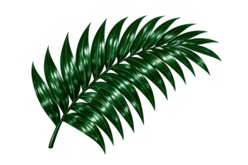 Tropical green palm leaf frond with sleek shiny texture for summer, vacation, and exotic plant designs