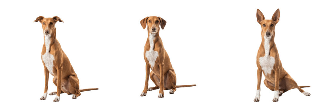 Pharaoh Hound Dog Isolated on White Background, Kelb tal-Fenek Studio Shot, फ़ेरो हाउंड, Purebred Elegant Sighthound Cutout, Tan Athletic Canine, Large Erect Ears, Standing Alert.