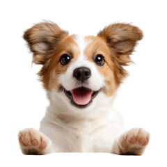 Obraz premium Playful Pup's Glee: A charming canine, radiating joy and affection, offers a heartwarming glimpse of pure happiness and unwavering devotion.