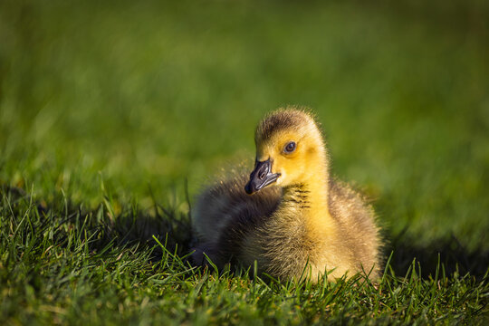 A cute, fluffy Canada goose gosling sits nestled in lush green grass, enjoying the warm sunlight.