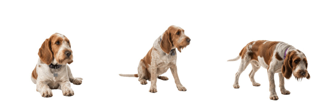 Spinone Italiano Dog Isolated on White Background, Italian Coarse-haired Pointer Studio Shot, स्पिनोन इटालियनो, Purebred Large Gundog Cutout, Wiry Haired Bearded Canine, Standing Hunting Dog.