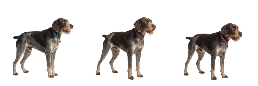 Wirehaired Pointing Griffon Isolated on White Background, Korthals Griffon Studio Portrait, वायरहेयर्ड पॉइंटिंग ग्रिफॉन, Purebred Wire-Haired Gundog Cutout, Bearded Hunting Canine, Standing.