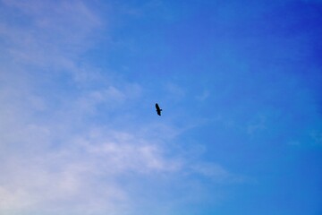 Lone Bird Silhouette Flying in Blue Sky with Copy Space