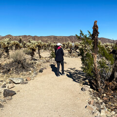 Woman Walking in Cholla Cactus Garden in Joshua Tree National Park