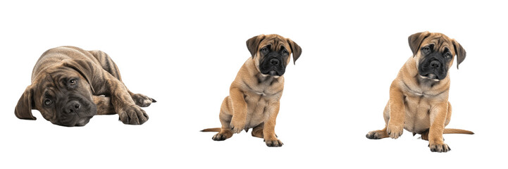Bullmastiff Puppy Isolated on White Background, बुलमास्टिफ, Large Guardian...