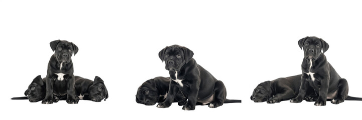 Cane Corso Puppy Isolated on White Background, केन कोरसो, Italian Mastiff, Powerful...