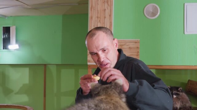 Raccoon socialization session caucasian man and caucasian redhead woman engage in gentle handling and feeding, indoor rescue setting with wooden platforms, calm lighting, trust building gestures