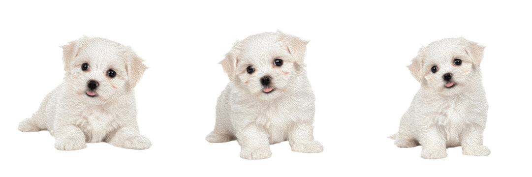 Maltese Puppy Isolated on White Background, माल्टीज़, Ye Ancient Dogge of Malta, Purebred White Silky Young Canine, Small Standing Baby Pet Image