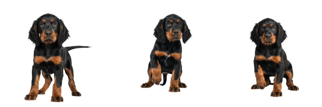Gordon Setter Puppy Isolated on White Background, Black and Tan Setter, Purebred Heavy-Set Young Canine, Standing Baby Pet Portrait, Silky Fur