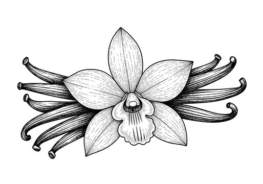 Elegant vanilla orchid flower with dried beans sketched for baking ingredient concept and aromatic spice label
