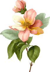 Delicate floral illustration showcasing a blossoming flower with soft, pastel colors