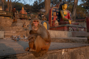 Obraz premium Swayambhunath Stupa in Kathmandu, Nepal