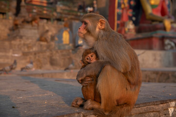 Swayambhunath Stupa in Kathmandu, Nepal