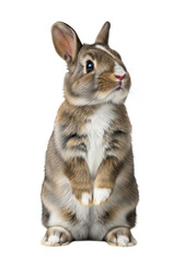 Cute baby domestic rabbit, mottled brown-grey fur, white chest patch, standing on hind legs, looking up, isolated on bright white studio background, concept of adorable animal portraiture