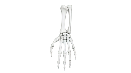 Anatomical Illustration of Human Hand and Wrist Bones