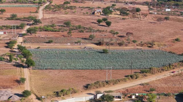 Drone view of agave fields for mezcal production in Oaxaca, Mexico