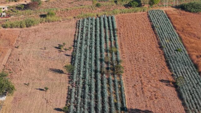 Agave crops for mezcal in Oaxaca seen from drone during dry season
