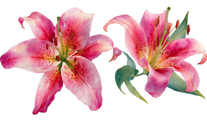 Watercolor illustration of two vibrant pink lilies with green leaves, isolated on black