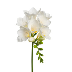 White orchid flowers on a single stem isolated on transparent background