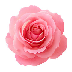 Isolated, detailed overhead view of a delicate, fully bloomed, pastel-pink rose