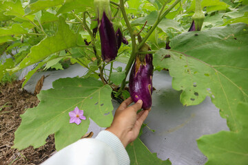 Hand holding an irregularly shaped eggplant with insect damage  © Raa