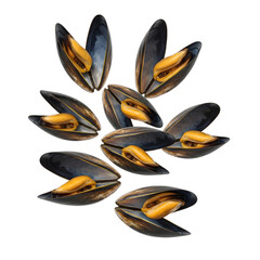 Open mussel shells with golden interiors isolated on transparent background