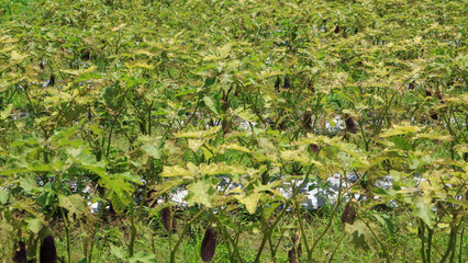 Eggplant farming issues