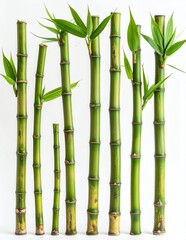 Fototapeta premium Vibrant Green Bamboo Stalks with Fresh Leaves on a Clean White Background.