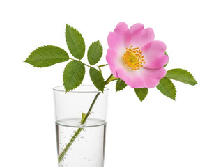 Pink wild rose flower in a glass of water with green leaves isolated on transparent background