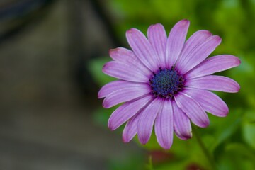Obraz premium Purple Daisy Flower with Soft Green Background and Copy Space