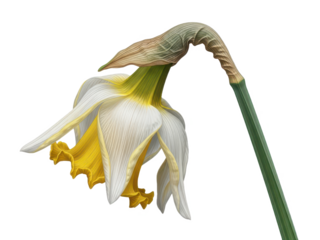 Wilted daffodil flower with drooping petals and green stem, isolated on transparent background