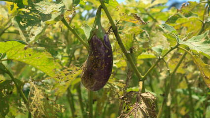  challenge of sustainable agriculture aubengine