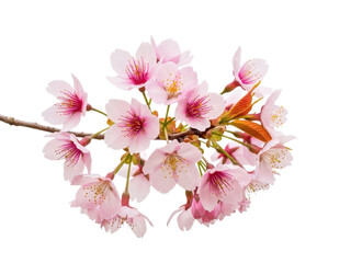 Beautiful pink cherry blossom branch with delicate flowers in bloom isolated on transparent background