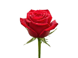 Closeup of a vibrant red rose with water droplets isolated on transparent background